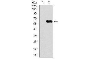 Image no. 3 for anti-Calcium/calmodulin-Dependent Protein Kinase IV (CAMK4) antibody (ABIN1491438) (CAMK4 antibody)