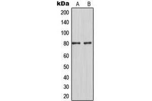 Western blot analysis of MARCKS expression in HeLa (A), RAW264. (MARCKS antibody  (Center))