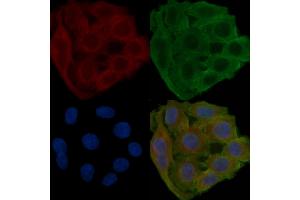 ABIN7094432 and ABIN7098480 staining Hela cells(24h of starvation treatment) by IF/ICC. (ALDH1L1 antibody  (C-Term))