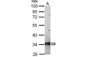 WB Image Sample (1 ug of whole cell lysate) A: HeLa 10% SDS PAGE antibody diluted at 1:10000 (CISH antibody  (C-Term))