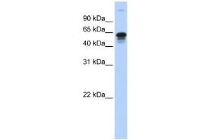 FAM82C antibody used at 1 ug/ml to detect target protein. (RMDN3 antibody  (Middle Region))