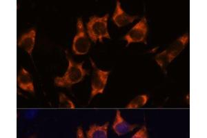 Immunofluorescence analysis of L929 cells using NDRG4 Polyclonal Antibody at dilution of 1:100. (NDRG4 antibody)