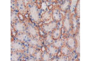 IHC-P analysis of Kidney tissue, with DAB staining. (MPP6 antibody  (AA 34-235))