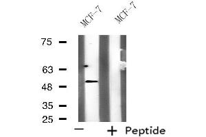 KCNG3 antibody  (Internal Region)