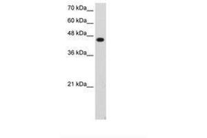 Image no. 1 for anti-Transcription Factor AP-2 epsilon (Activating Enhancer Binding Protein 2 Epsilon) (TFAP2E) (C-Term) antibody (ABIN203349) (TFAP2E antibody  (C-Term))