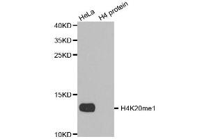 Western blot analysis of extracts of various cell lines, using MonoMethyl-Histone H4-K20 antibody.