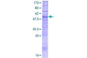 RHBDL3 Protein (AA 1-306) (GST tag)