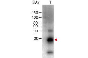 Western Blot of Goat anti-F(ab')2 Rabbit IgG F(c) Antibody Biotin Conjugated Lane 1: Rabbit Fc Load: 100 ng per lane Primary antibody: F(ab')2 Rabbit IgG F(c) Antibody Biotin Conjugated at 1:1000 for overnight at 4°C Secondary antibody: HRP Streptavidin at 1:40,000 for 30 min at RT Block: ABIN925618 for 30 min RT Predicted/Observed size: 28 kDa, 28 kDa (Goat anti-Rabbit IgG (Fc Region) Antibody (Biotin))