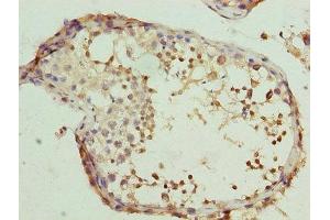 Immunohistochemistry of paraffin-embedded human testis tissue using ABIN7146467 at dilution of 1:100