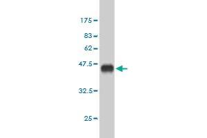 CBP antibody  (AA 951-1050)