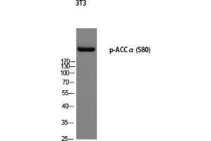 Western Blot (WB) analysis of 3T3 using p-ACCalpha (S80) antibody.