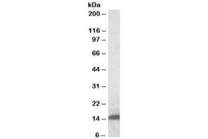 Western blot testing of rat pancreas lysate with Galectin-1 antibody at 0. (LGALS1/Galectin 1 antibody)