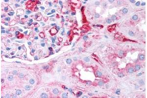 Human Kidney (formalin-fixed, paraffin-embedded) stained with Fibrinogen antibody ABIN291462 at 2. (Fibrinogen antibody)