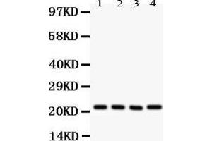 Anti- ATP5H Picoband antibody, Western blotting All lanes: Anti ATP5H  at 0. (ATP5H antibody  (AA 2-161))