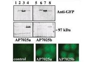western blot analysis of GFP fusion protein expression in Panc-1 cells by using an anti-GFP antibody. (PRKD3 antibody  (C-Term))