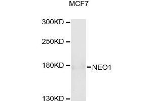 Western blot analysis of extracts of MCF-7 cells, using NEO1 antibody (ABIN5996412) at 1/1000 dilution. (NEO1 antibody)