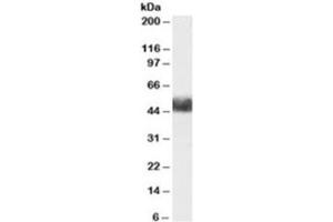 Western blot testing of human adipose lysate with FBXL3 antibody at 1ug/ml. (FBXL3 antibody)