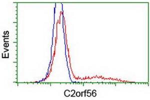 Image no. 2 for anti-NADH Dehydrogenase (Ubiquinone) Complex I, Assembly Factor 7 (NDUFAF7) antibody (ABIN1499666) (NDUFAF7 antibody)