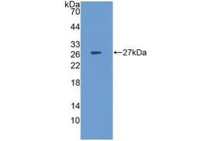 Detection of Recombinant CLU, Porcine using Polyclonal Antibody to Clusterin (CLU) (Clusterin antibody  (AA 229-446))