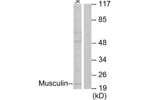 Western Blotting (WB) image for anti-Musculin (MSC) (C-Term) antibody (ABIN1849010) (Musculin antibody  (C-Term))