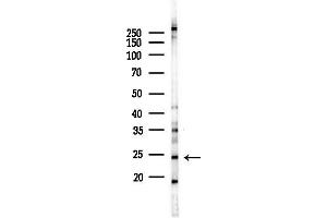 Western blot analysis of lysates from RAW264.