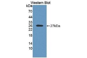 Detection of Recombinant RNASE10, Human using Polyclonal Antibody to Ribonuclease A10 (RNASE10) (Ribonuclease A10 (AA 27-216) antibody)