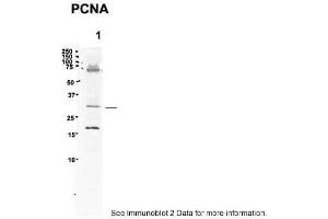 Sample Type: 1. (PCNA antibody  (C-Term))