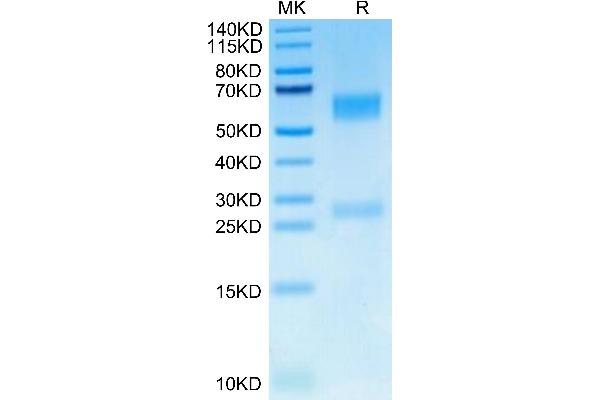 GGT1 Protein (AA 27-569) (His tag)