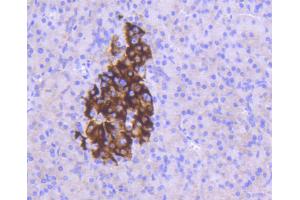 Immunohistochemistry of paraffin-embedded human pancreas using MCL1 antibody (ABIN5997051) at dilution of 1/100 (40x lens). (MCL-1 antibody)