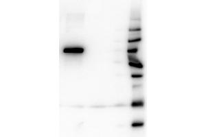 Western Blot of Mouse anti-AKT1 antibody. (AKT1 antibody  (Internal Region) (Biotin))