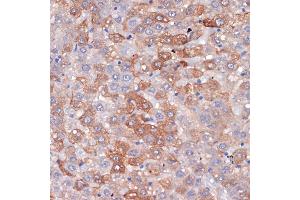 Immunohistochemistry of paraffin-embedded rat liver using Hemopexin (HPX) (HPX) Rabbit mAb (ABIN7267611) at dilution of 1:100 (40x lens). (Hemopexin antibody)