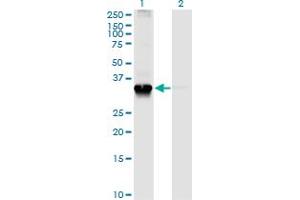 Western Blot analysis of STX4 expression in transfected 293T cell line by STX4A monoclonal antibody (M04), clone 6D1. (Syntaxin 4 antibody  (AA 19-119))