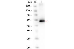 Western Blot of AKT1 Human Recombinant Protein.