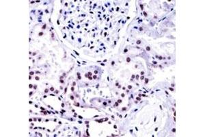 NONO antibody immunohistochemistry analysis in formalin fixed and paraffin embedded human kidney tissue (NONO antibody  (AA 45-74))