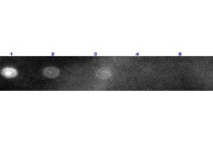 Dot Blot results of Goat Fab Anti-Rabbit IgG Antibody Rhodamine Conjugated. (Goat anti-Rabbit IgG (Heavy & Light Chain) Antibody (TRITC) - Preadsorbed)