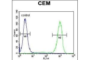 GB Antibody (N-term) (ABIN655821 and ABIN2845245) flow cytometric analysis of CEM cells (right histogram) compared to a negative control cell (left histogram). (GPM6B antibody  (N-Term))