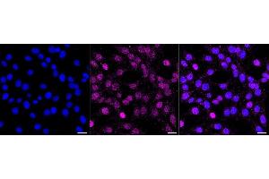 Immunocytochemical staining of C2C12 cells with GATA binding protein 3 antibody (ABIN7798695), 1:1,000).