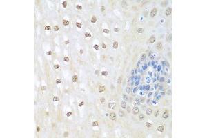 Immunohistochemistry of paraffin-embedded human esophagus using NEDD8 antibody. (NEDD8 antibody  (AA 1-81))