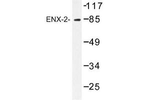 Image no. 1 for anti-Enhancer of Zeste Homolog 1 (EZH1) antibody (ABIN272247) (EZH1 antibody)