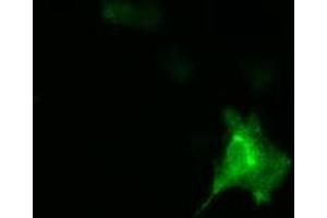 Image no. 13 for anti-DnaJ (Hsp40) Homolog, Subfamily A, Member 2 (DNAJA2) antibody (ABIN1497861) (DNAJA2 antibody)