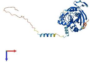 AlphaFold protein structure predicition of Mouse Recombinant Rpusd4 Protein, UniprotID Q9CWX4 (RPUSD4 Protein (AA 1-377) (His tag))