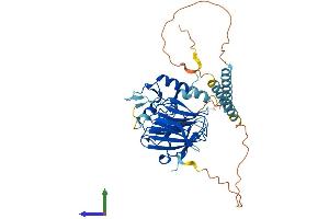 AlphaFold protein structure predicition of Human Recombinant RNF135 Protein, UniprotID Q8IUD6 (RNF135 Protein (AA 1-432) (His tag))