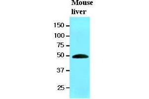 The extracts of mouse liver (20 ug) were resolved by SDS-PAGE, transferred to nitrocellulose membrane and probed with anti-human RNH1 (1:1000). (RNH1 antibody  (AA 7-461))