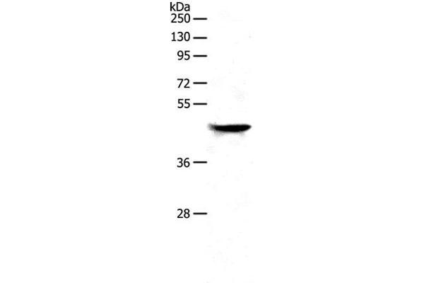NDRG2 antibody