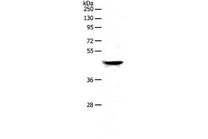 NDRG2 anticorps