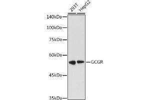 Western blot analysis of extracts of various cell lines, using GCGR antibody (ABIN7267394) at 1:1000 dilution. (Glucagon Receptor antibody  (AA 1-140))