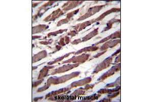 PUS1 Antibody (C-term) (ABIN656762 and ABIN2845983) immunohistochemistry analysis in formalin fixed and paraffin embedded human skeletal muscle followed by peroxidase conjugation of the secondary antibody and DAB staining. (PUS1 antibody  (C-Term))