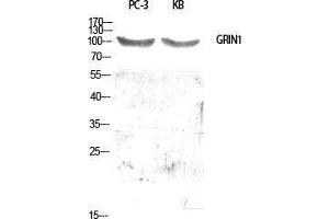 Western Blot (WB) analysis of specific cells using GRIN1 Polyclonal Antibody. (GRIN1/NMDAR1 antibody  (Internal Region))