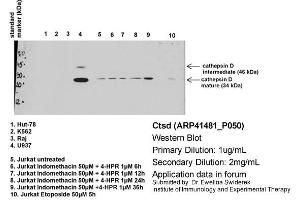 Primary dilution: 1ug/mL  Secondary dilution: 2mg/mL (Cathepsin D antibody  (C-Term))