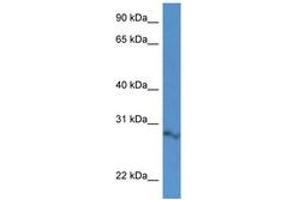 ARPIN antibody  (AA 58-107)